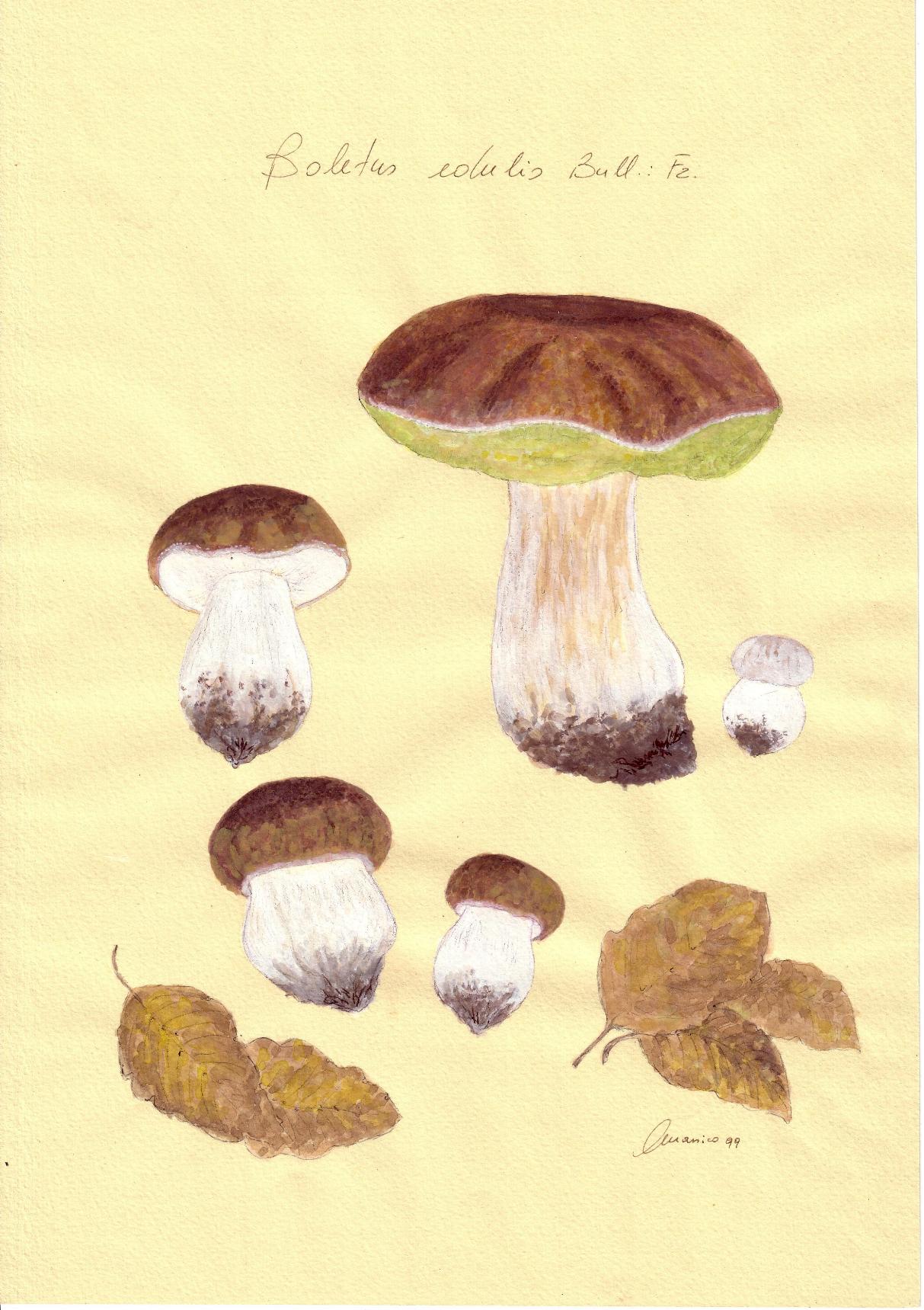 Boletus edulis Bull.: Fr.